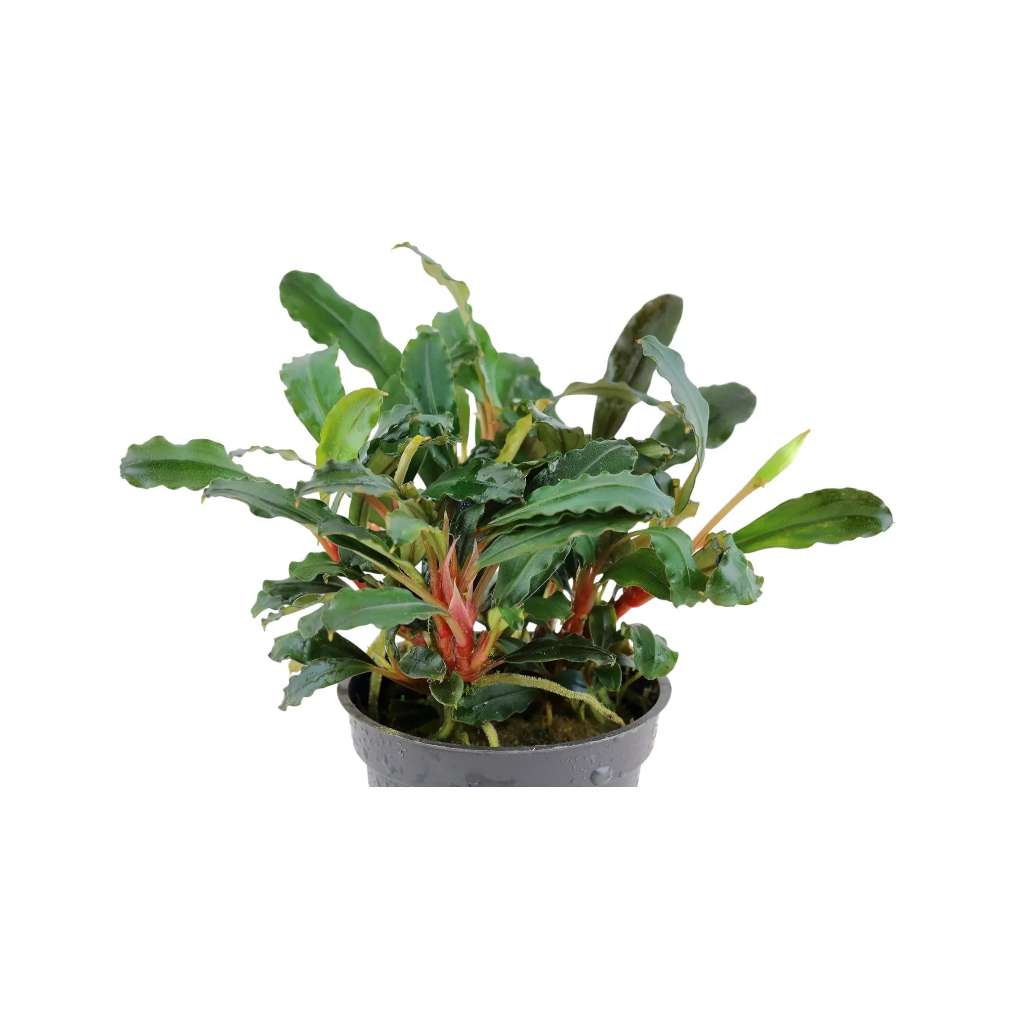 ヒ*ロ様 Bucephalandra sp Red walts Bucephalandra sp.Red walts