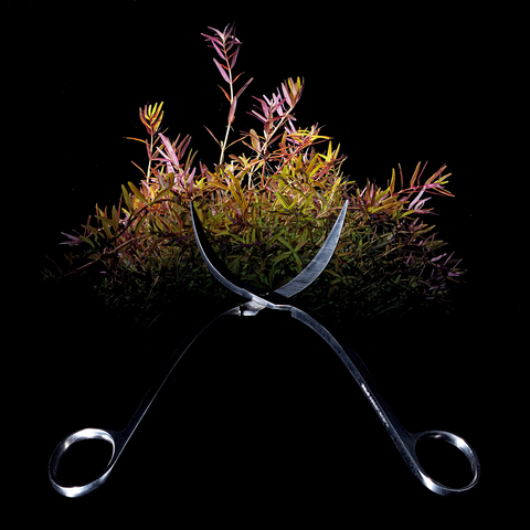 ADA Pro Scissors Wave – Aqua Forest Aquarium