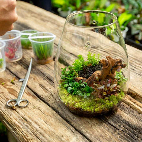 セット】ADA DOOA マグネットライトG ガラスポットSHIZUKU セット】ADA