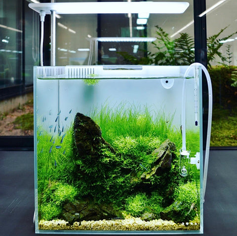 ada dooa システムアクア30 DOOA SYSTEM AQUA 30 – Aqua Forest Aquarium