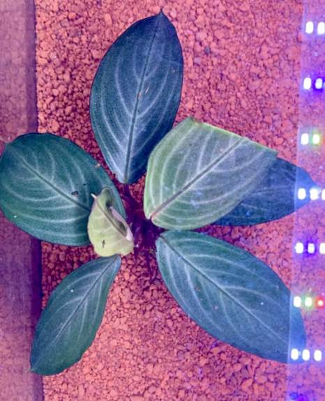 Bucephalandra - Pearl Grey