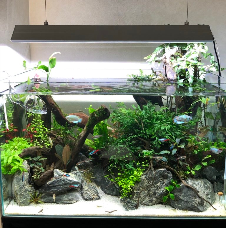 アクロトライアングルグロウセット アクロ トライアングルグロウ600 2