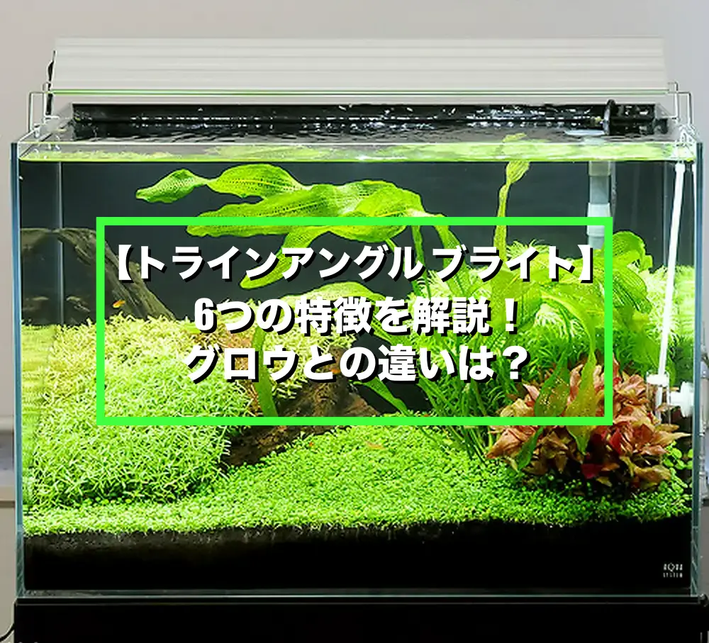 アクロ トライアングル LED900 ブライトとグロウ アクロ