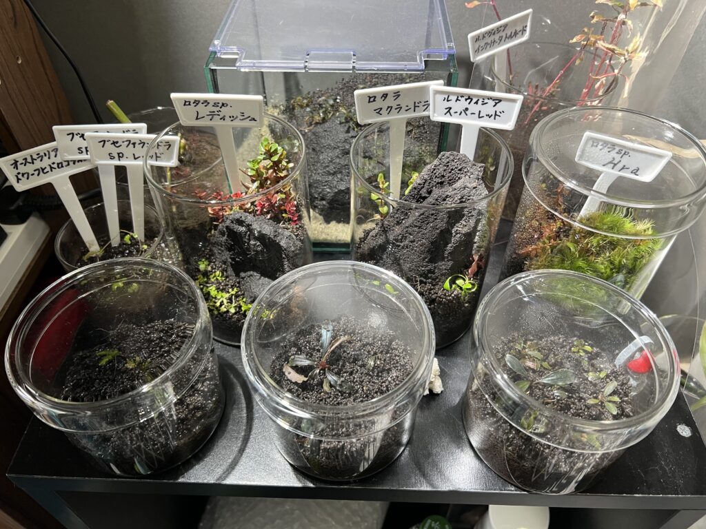 ブセファランドラ 4種セット 水上育成