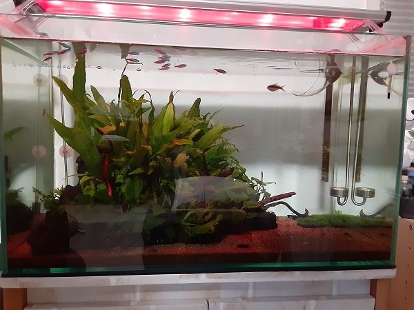 ド定番！！「GEX クリアLEDパワーⅢ」レビュー | AQUAjp