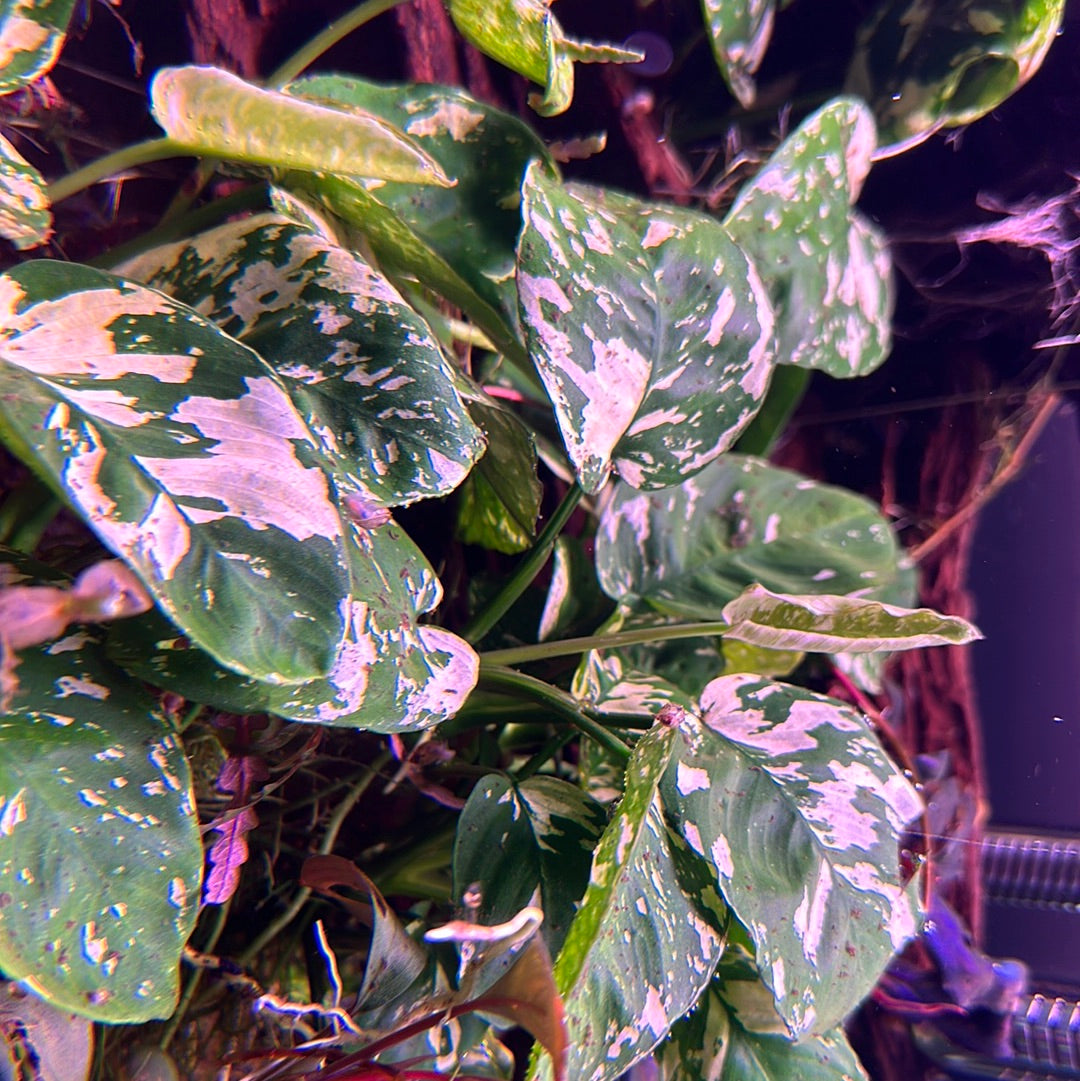 アヌビアスナナ 斑入りキング Anubias Variegated King4株 アヌビアス