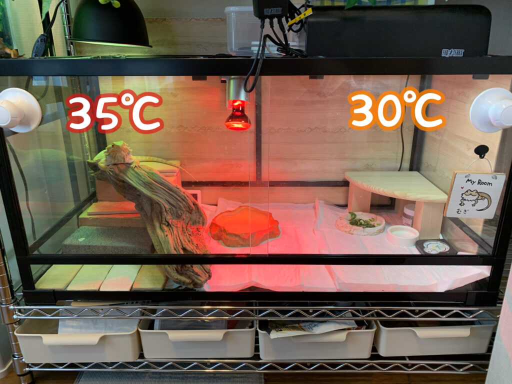 フトアゴ飼育セット