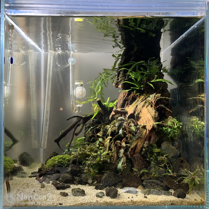 陰性水草の王様的存在【ブセファランドラ】Pink blossam 陰性水草