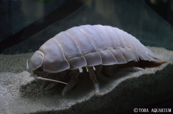 ☆三重☆鳥羽水族館☆ダイオウグソクムシ☆シルバー☆記念メダル☆茶平