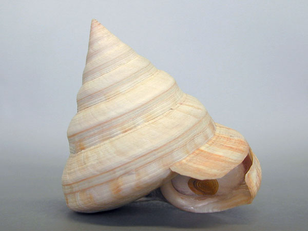 貝殻 オキナエビスガイ エビスガイ エビス貝 エビスガイ オキナエビス