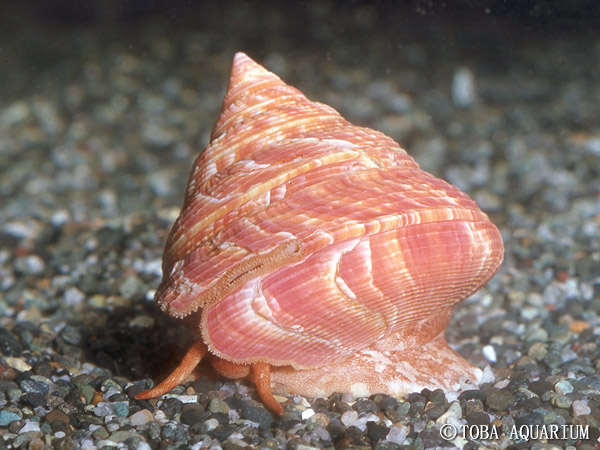 エビスガイオキナエビスガイ貝殻