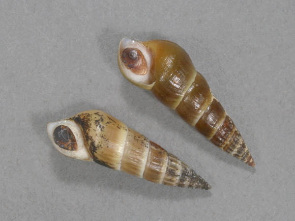 カワニナ新種 淡水貝 貝殻 標本 カワニナ新種 淡水貝 貝殻 標本