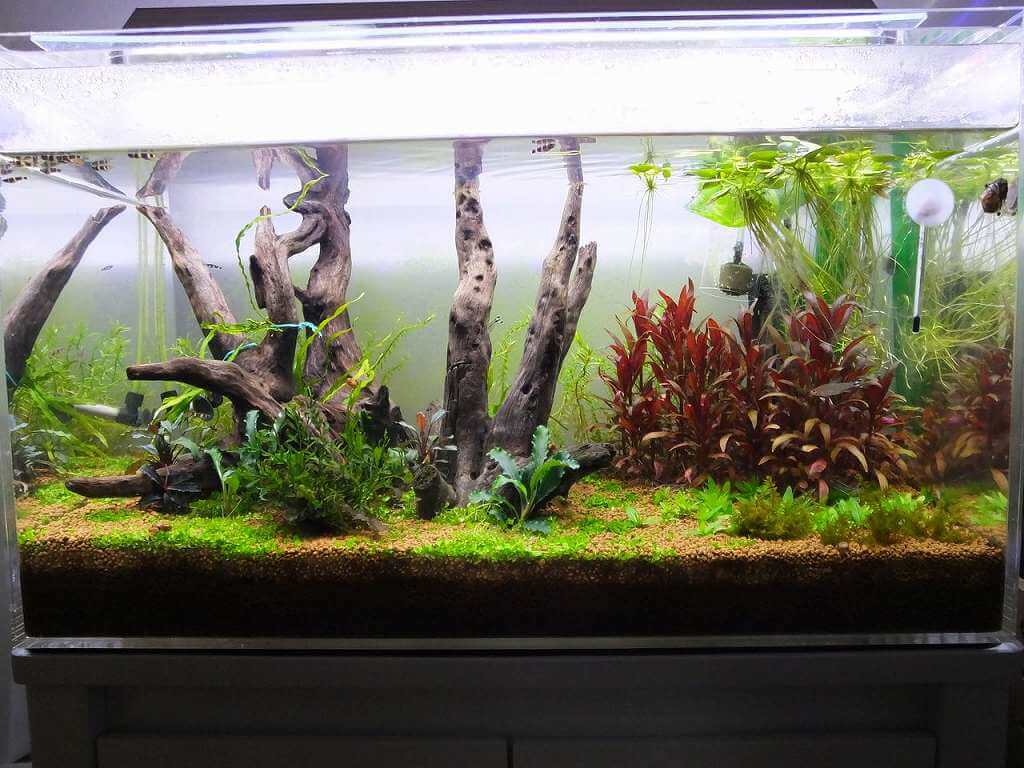 お得‼️⭐️60cm水槽2個水槽台付き⭐️ 60cm水槽 台」の人気商品一覧