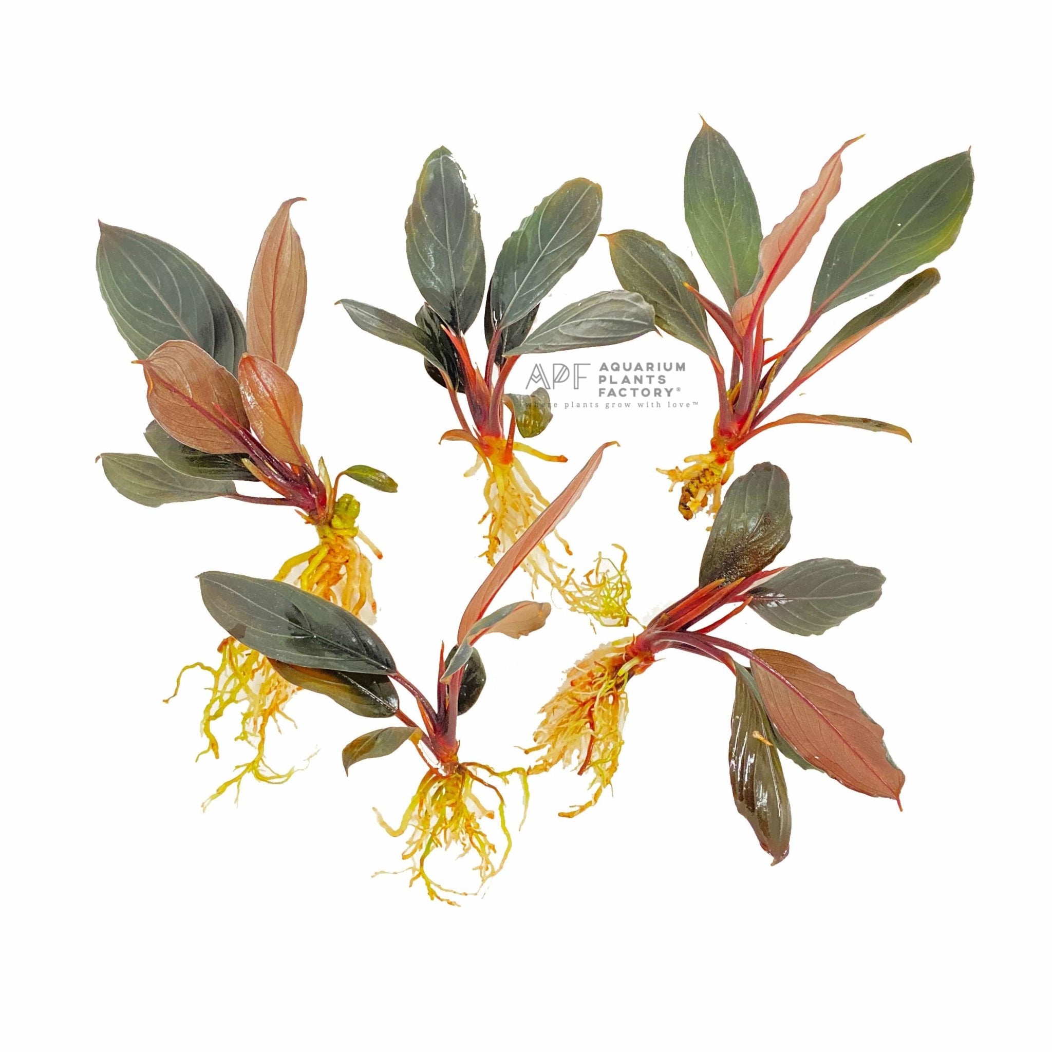 ブセファランドラ スケルトンキング 6株 (価額は本体のみ)