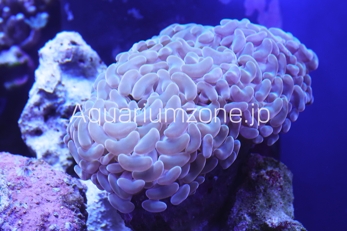 ナガレハナサンゴの飼育について | 海水魚がいる癒しの空間