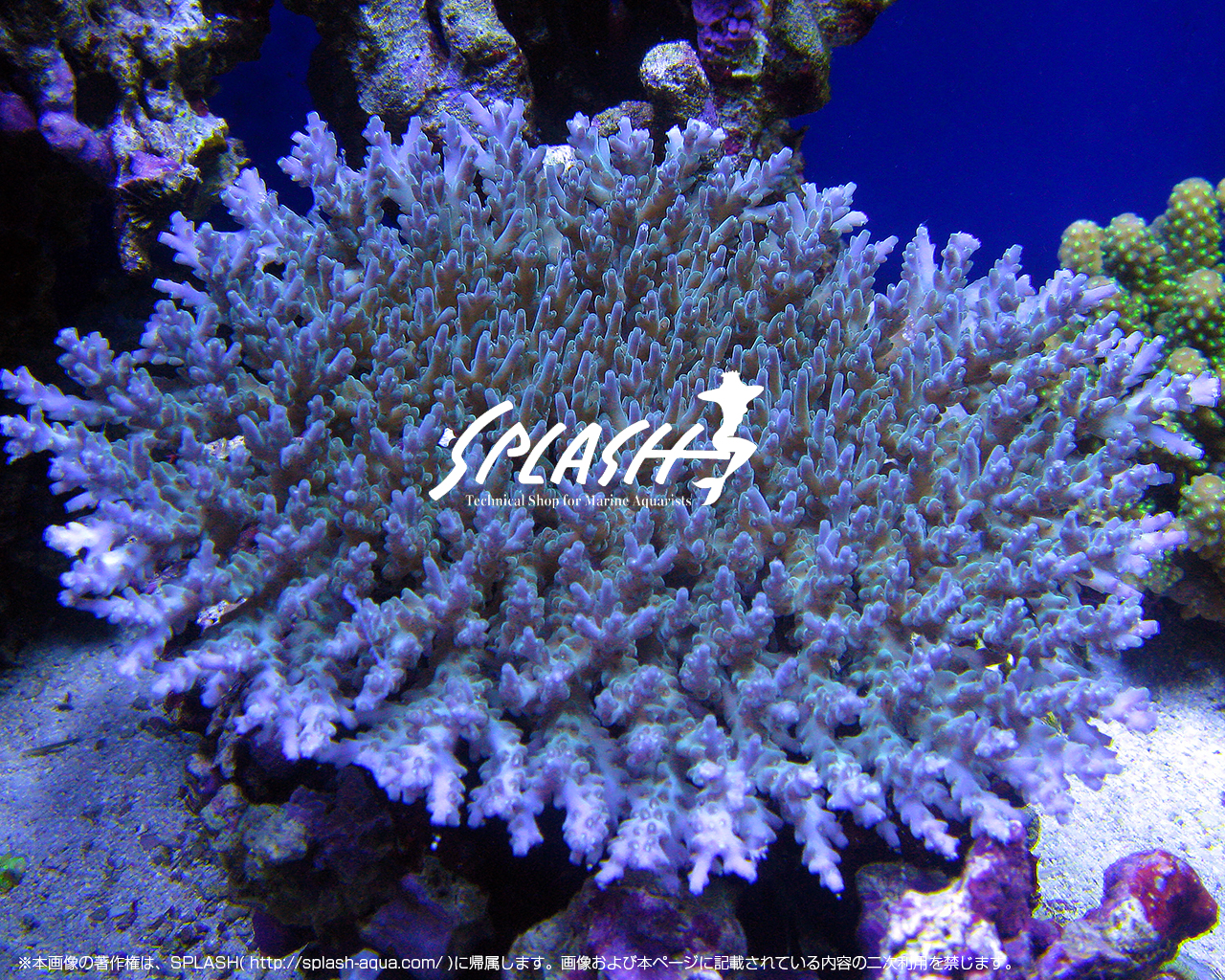 ミドリイシの飼育について | 海水魚がいる癒しの空間【アクアリウム