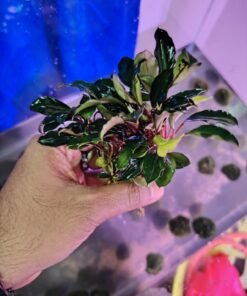 Bucephalandra Sp Ghost | Aquariaan Smart Shop