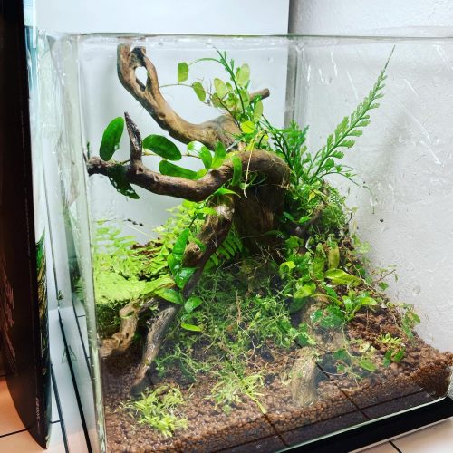 20cmCUBE】2年振りに小型水槽パルダリウムをリセット。【水草・苔