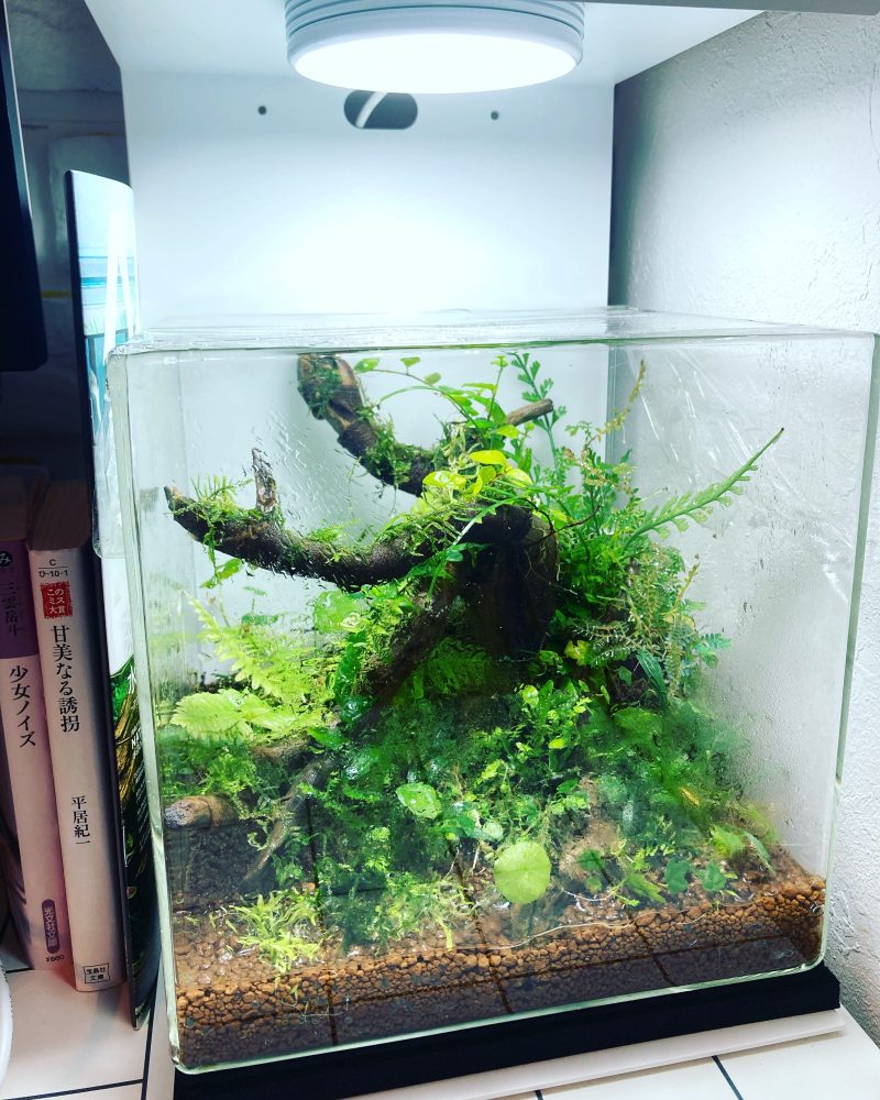 一点商品！特注パルダリウム・テラリウム水槽300×300×450未使用品 1点