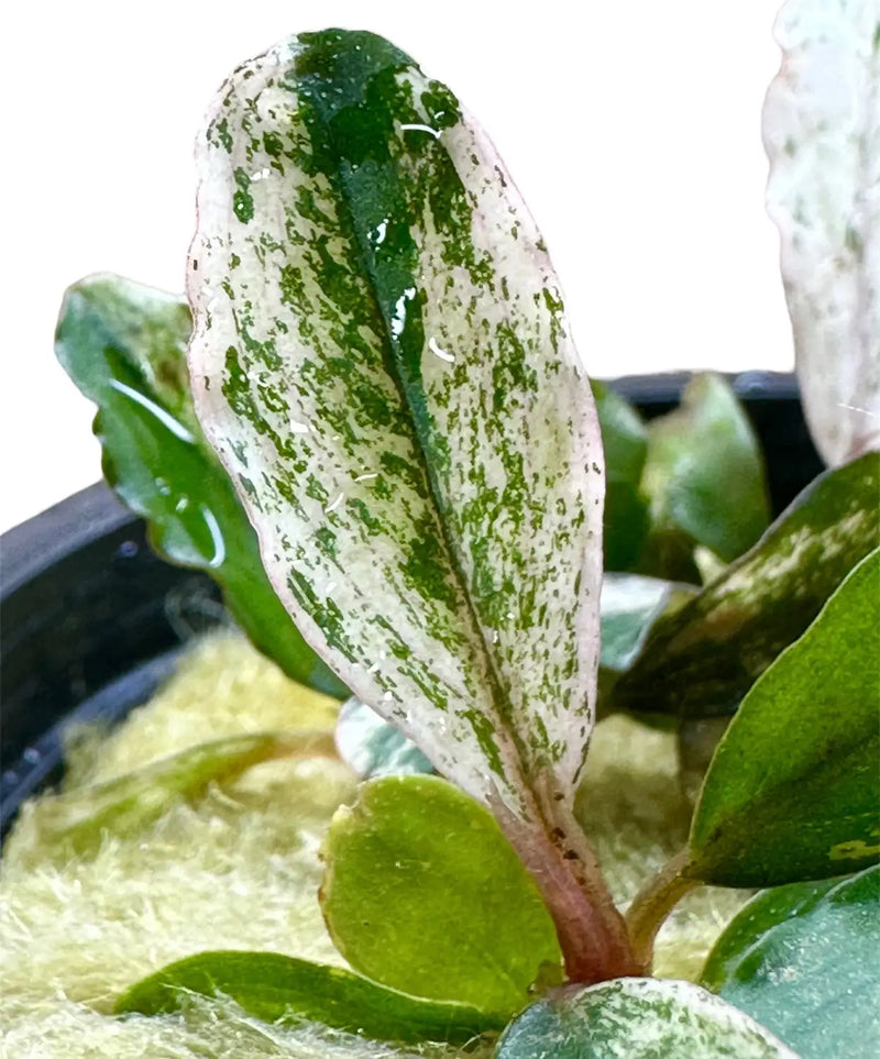 Bucephalandra Variegated Contrast for Planted Tanks | Aquatic Motiv