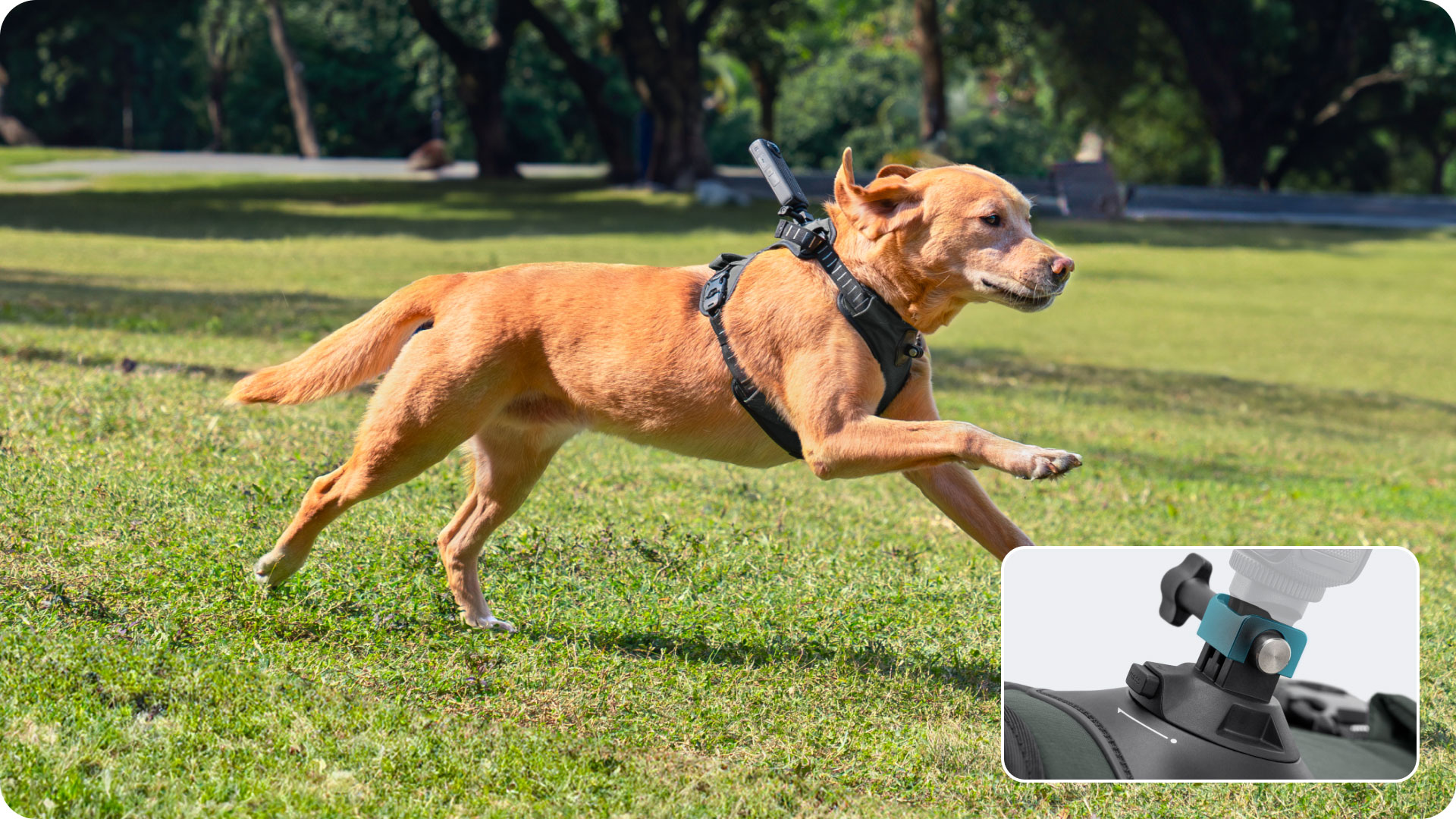 Insta360 ペット用ハーネスマウント Lサイズ - 株式会社アーキサイト