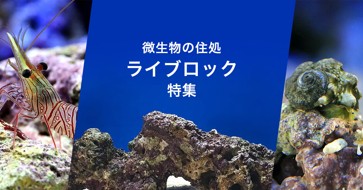 ライブロック特集 | チャーム