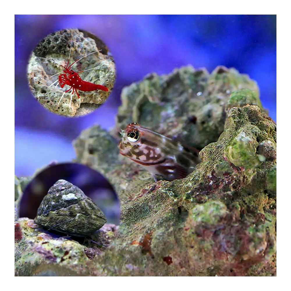 人工ライブロック THR04 アク抜き済み安心塗料使用 人工ライブロック