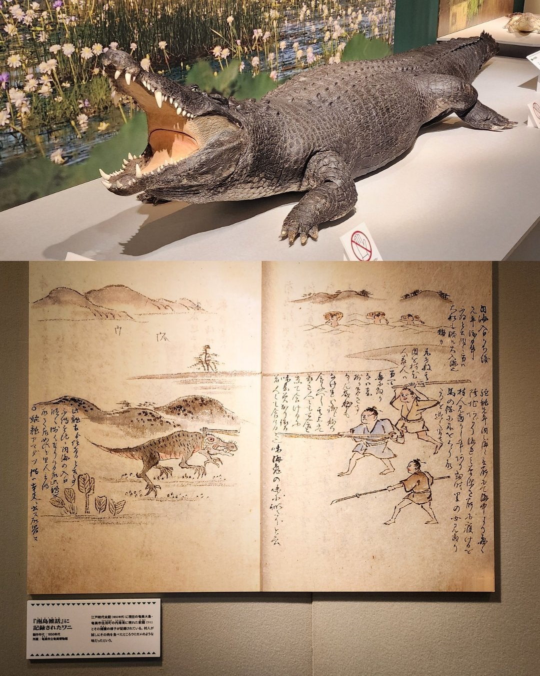 開幕】企画展「ワニ」国立科学博物館で2026年3月1日まで 水辺の王者の