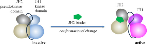 Identification of small molecule activators targeting TYK2