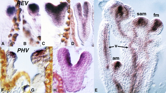 Radial Patterning of Arabidopsis Shoots by Class III HD-ZIP and