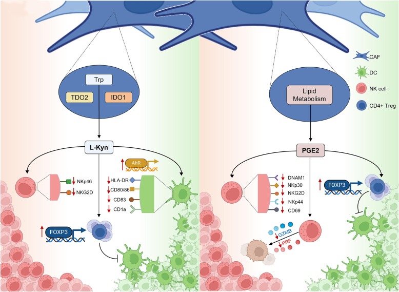 Crosstalk and communication of cancer-associated fibroblasts with