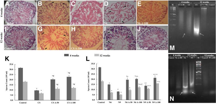 ANA-12 restores testicular health by local neurochemicals in