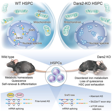 Aspartyl-tRNA synthetase 2 orchestrates iron-sulfur metabolism in