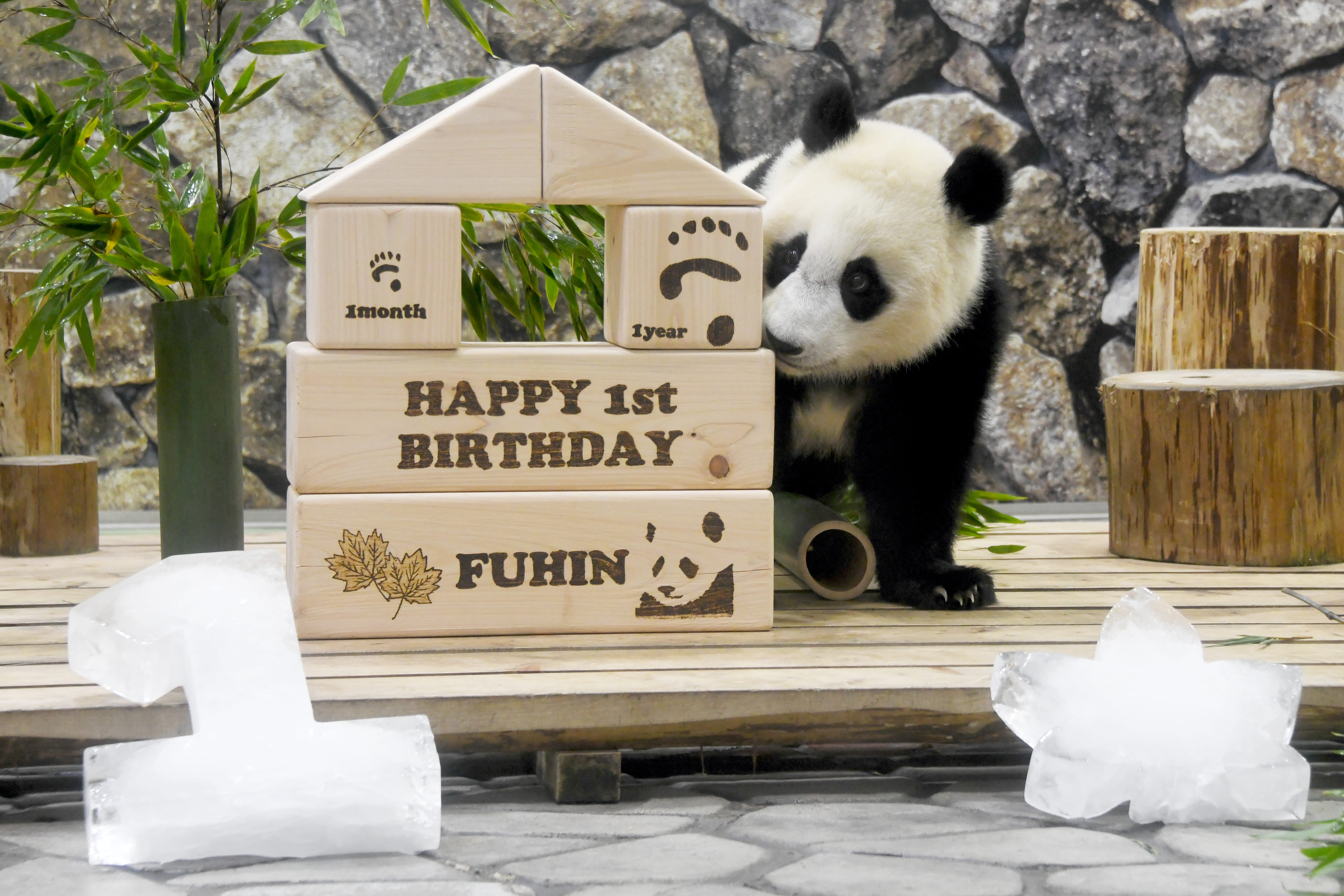 HAPPY PANDA 30th｜30年の感謝とパンダの未来を描く6ヶ月