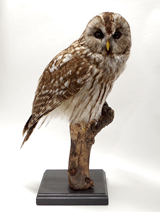 フクロウの剥製