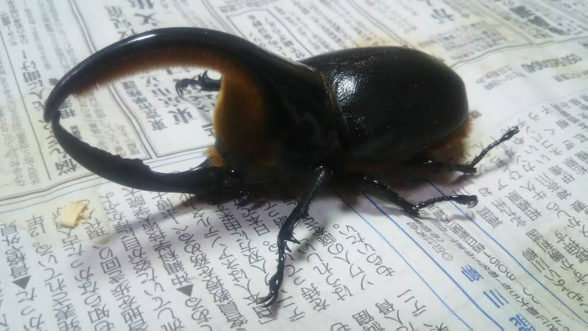標本 サタンオオカブト ♂104mm