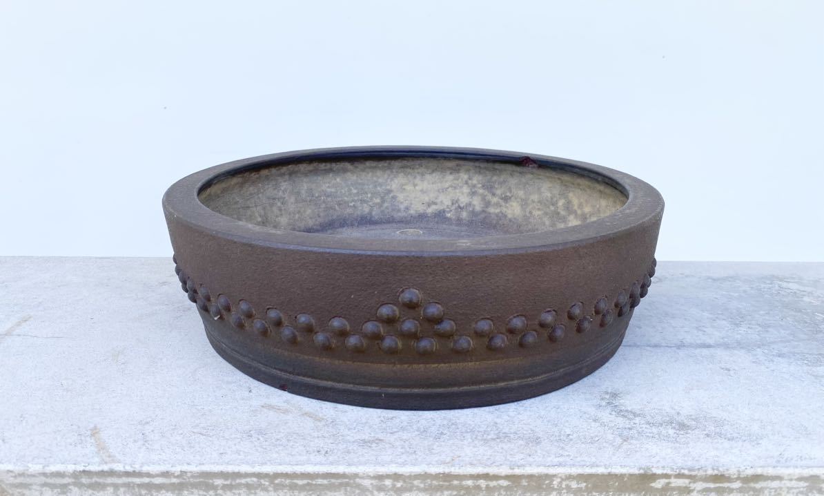 小松泉 秋静庵 小品盆栽 山野草 常滑鉢 「小松泉 秋静庵