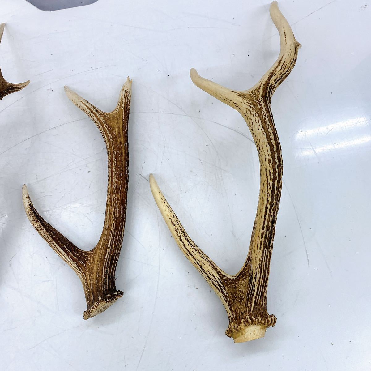 CU96 鹿の角 5本セット シカのツノ インテリア オブジェ アンティーク