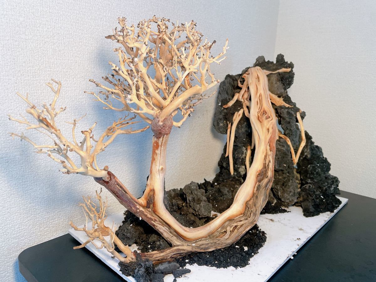極品・一点物ADAの天然ブランチウッド盆栽流木 （水槽幅90cm以上