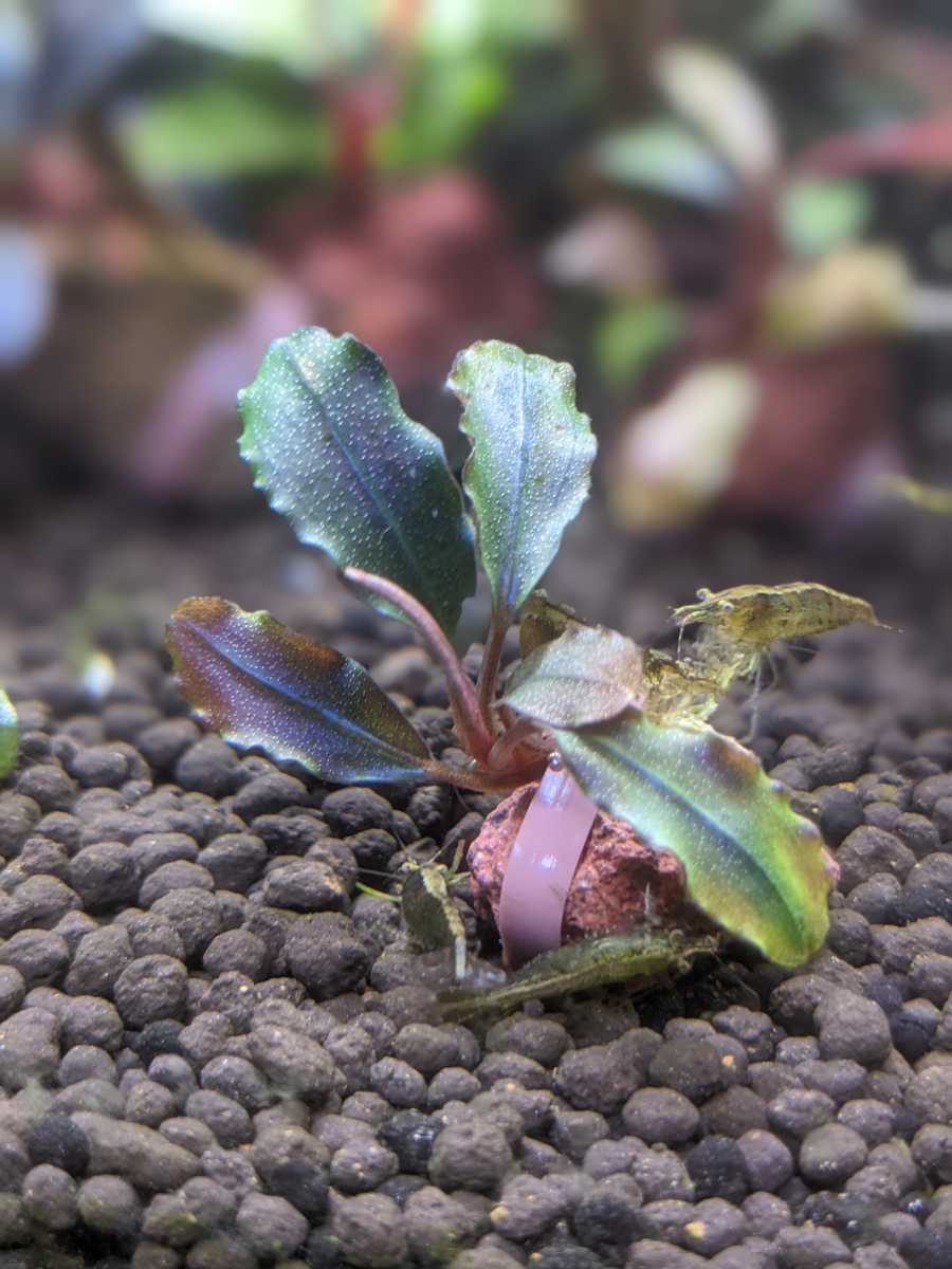 ラスト株 ブセファランドラ sp. ”Motleyana metallic blue完全