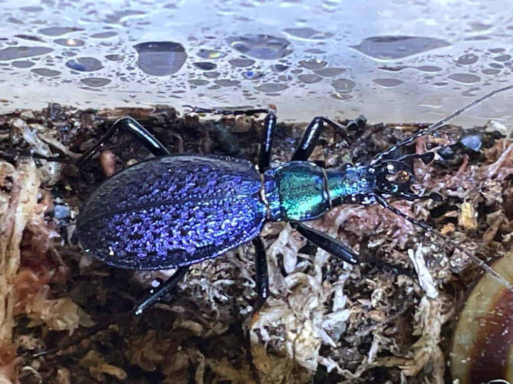 激レア産地 WILD オシマルリオサムシ(オオルリオサムシ渡島半島) (山地