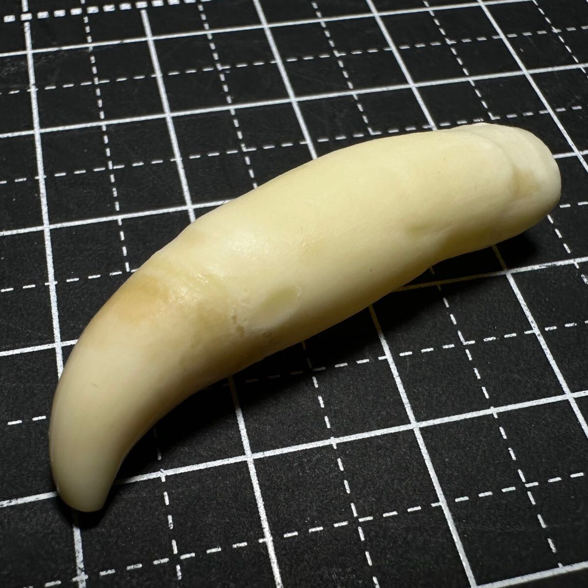 希少 マッコウクジラ 歯 372g 希少 マッコウクジラ 歯 372g 希少