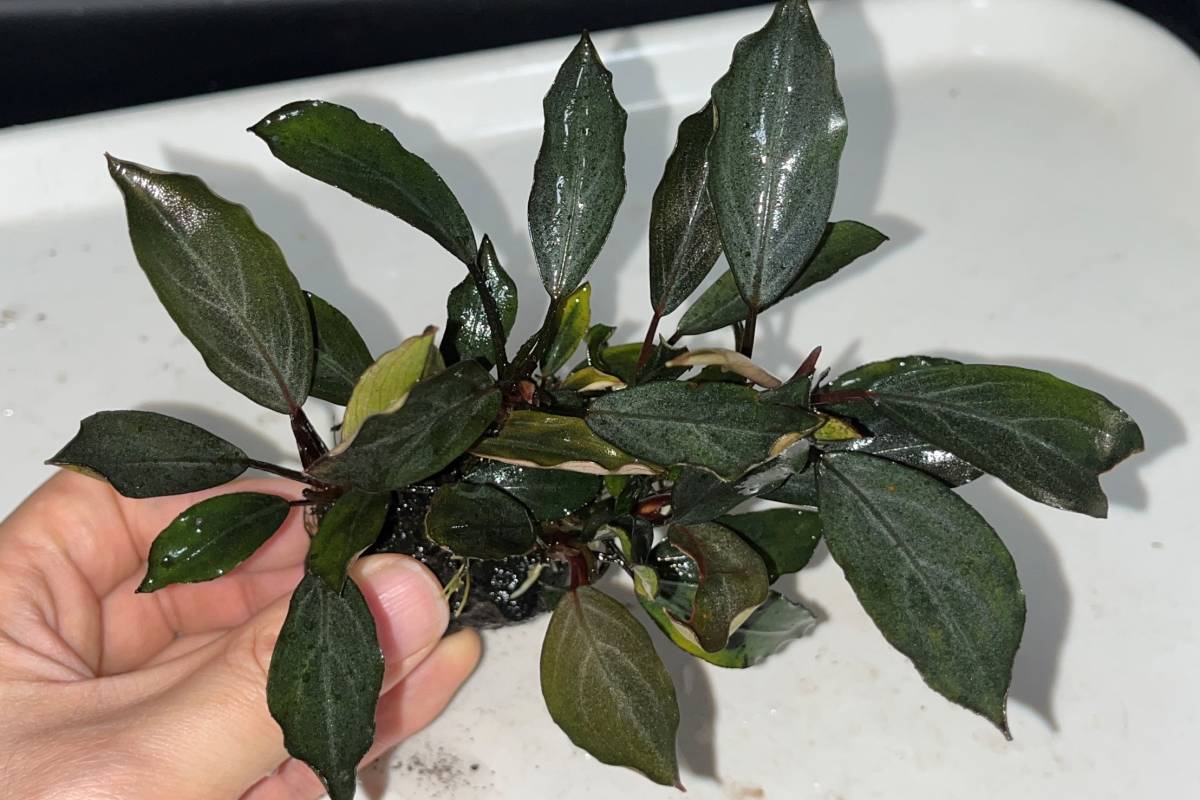 TB便】Bucephalandra sp. Pearl gray 『パールグレイ』