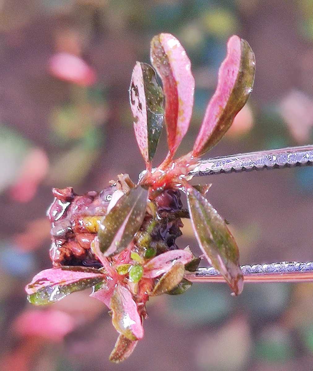 Bucephalandra sp. Variegata Hn:福袋CAKUMI Bucephalandra sp