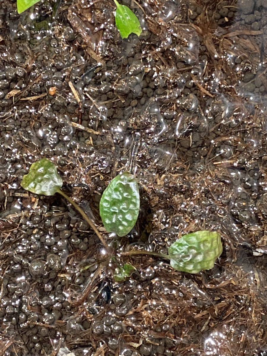 特価クリプトコリネ ストリオラータ ムアラワハウ TB便 特価