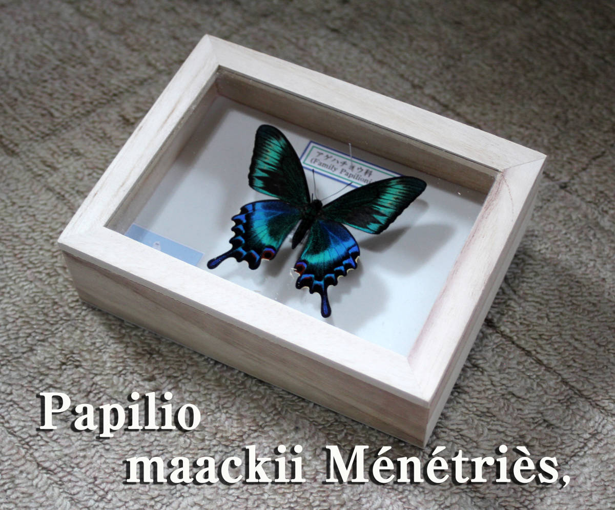 蝶標本 ミヤマカラスアゲハ(春型夏型 ♂️♀53頭)大型ドイツ標本箱二