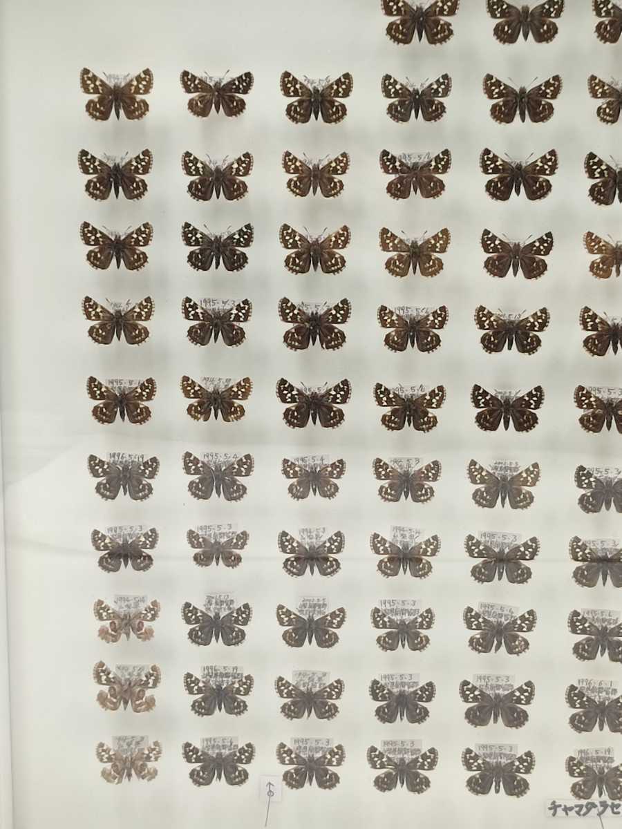 チャマダラセセリ 蝶 標本 昆虫