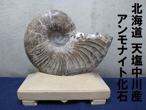 北海道産アンモナイト(中川地方産)18センチ