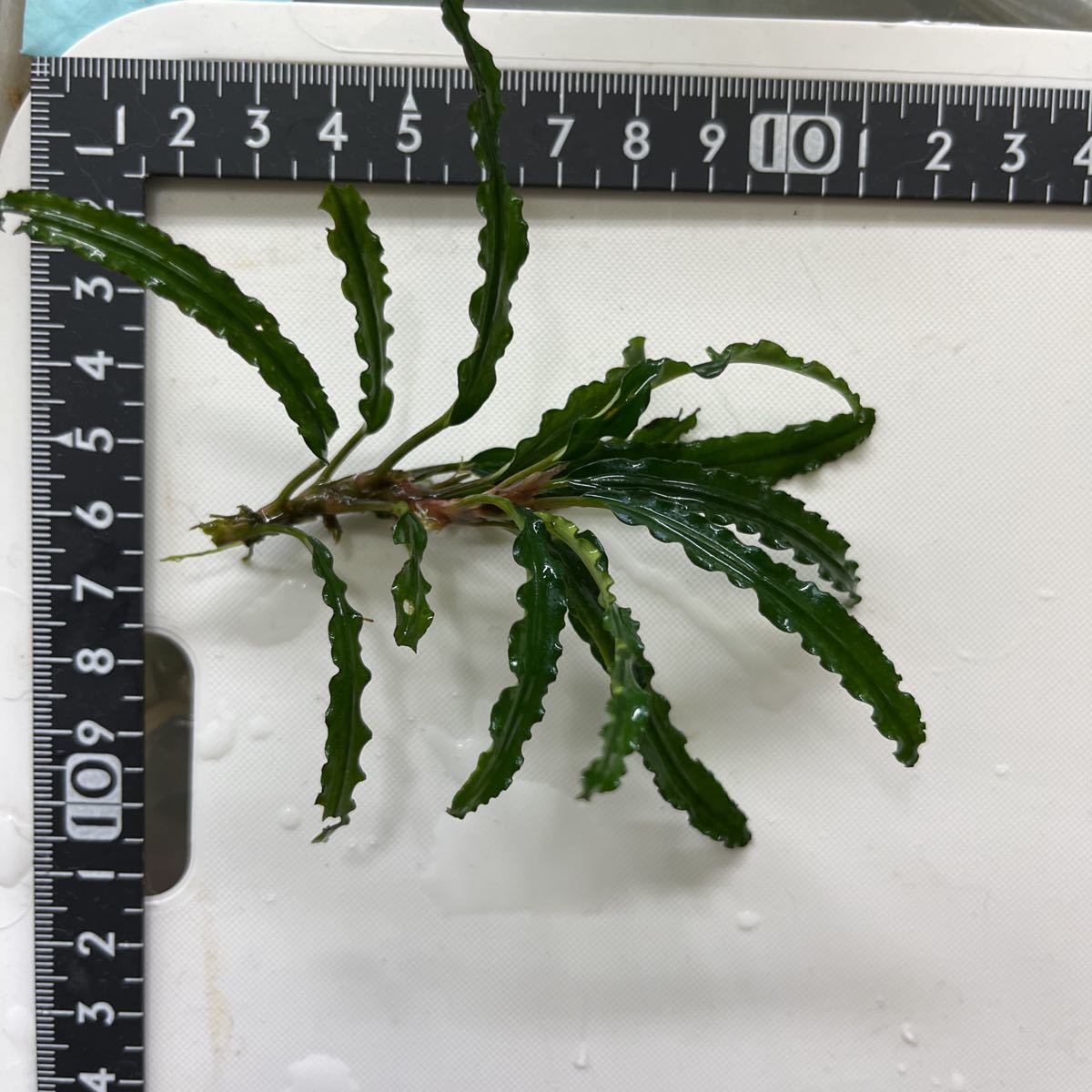 ブセファランドラ sp.バンジャルバルダークグリーンカミハタ2013水上葉