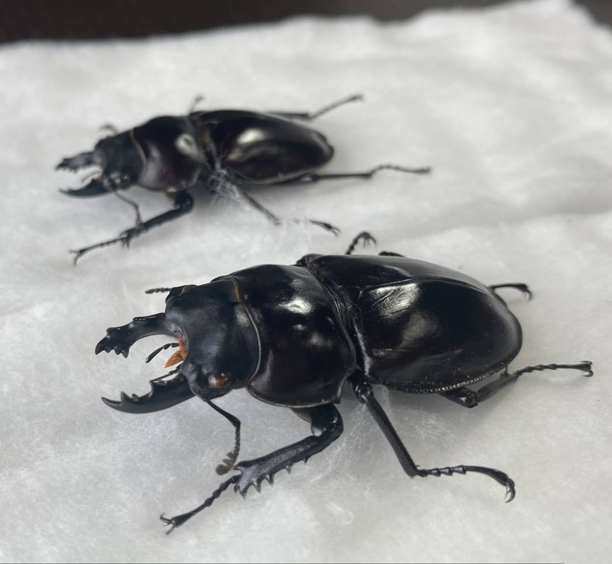 ヤエマル野外標本 ヤエヤママルバネクワガタ 標本オス大歯小歯 各1頭の2